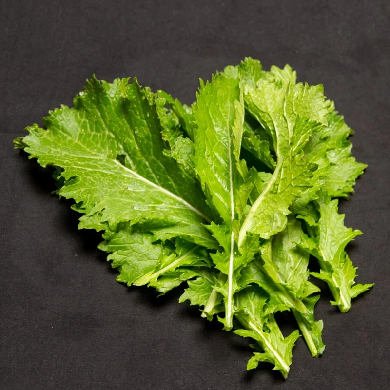 Moutarde indienne - Green In Snow