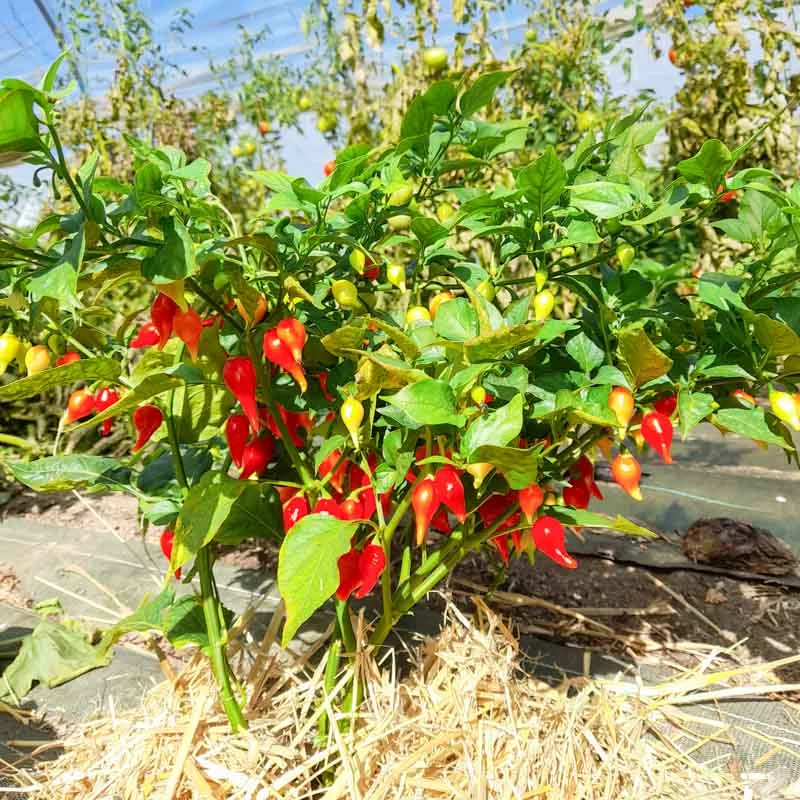 Piments/Poivrons - Biquinho Red / Petit Bec