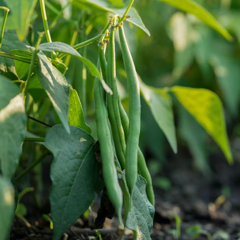 Haricots mangetout - Trebona