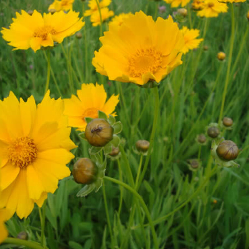 Coreopsis - Coréopsis à Feuilles Lancéolées