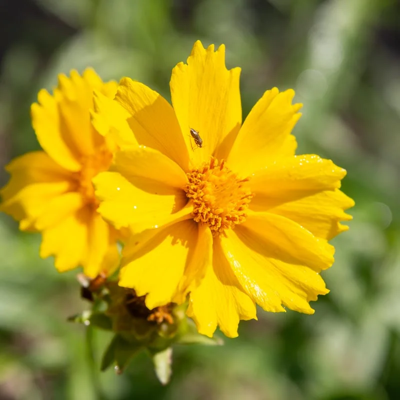 Coreopsis - Coréopsis à Feuilles Lancéolées