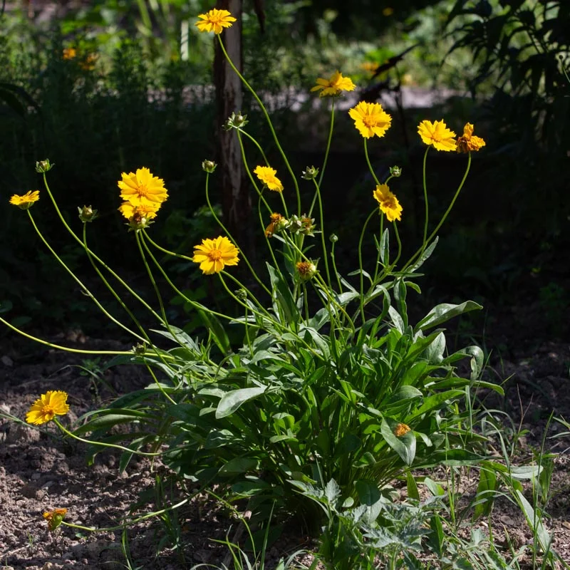 Coreopsis - Coréopsis à Feuilles Lancéolées
