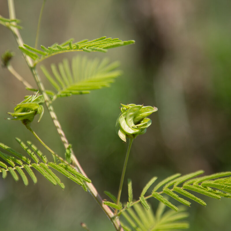 Desmanthus - Mimosa des Prairies