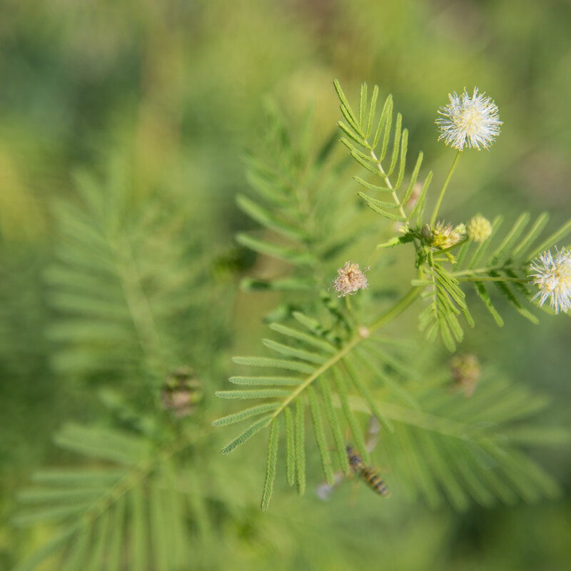 Desmanthus - Mimosa des Prairies