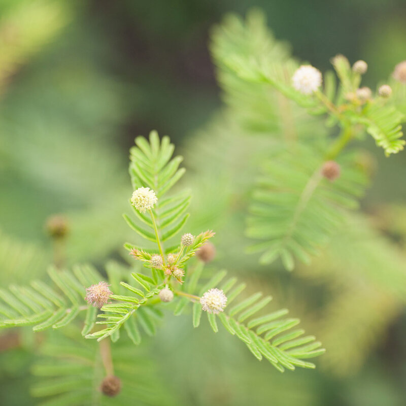 Desmanthus - Mimosa des Prairies