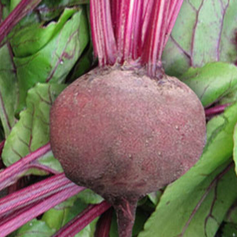 Betterave Violette Green Top Bunching Association Kokopelli