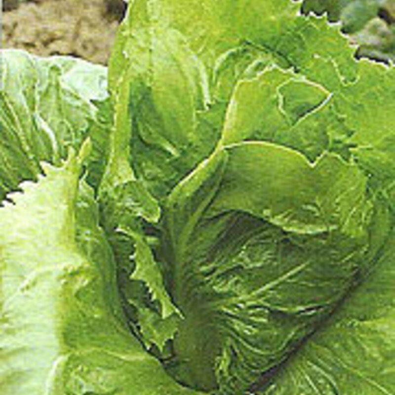 Chicorée Scarole d’Anjou Association Kokopelli