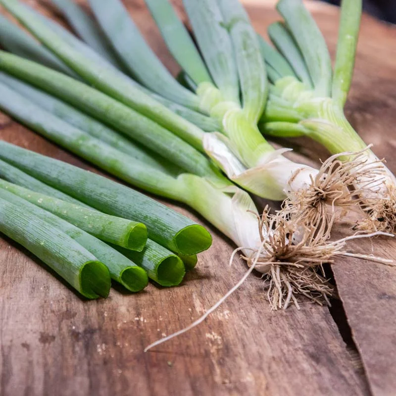 Ciboules - White Nebuko