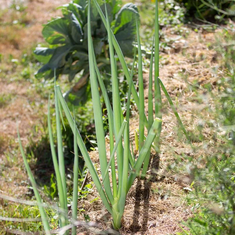 Ciboules - White Nebuko