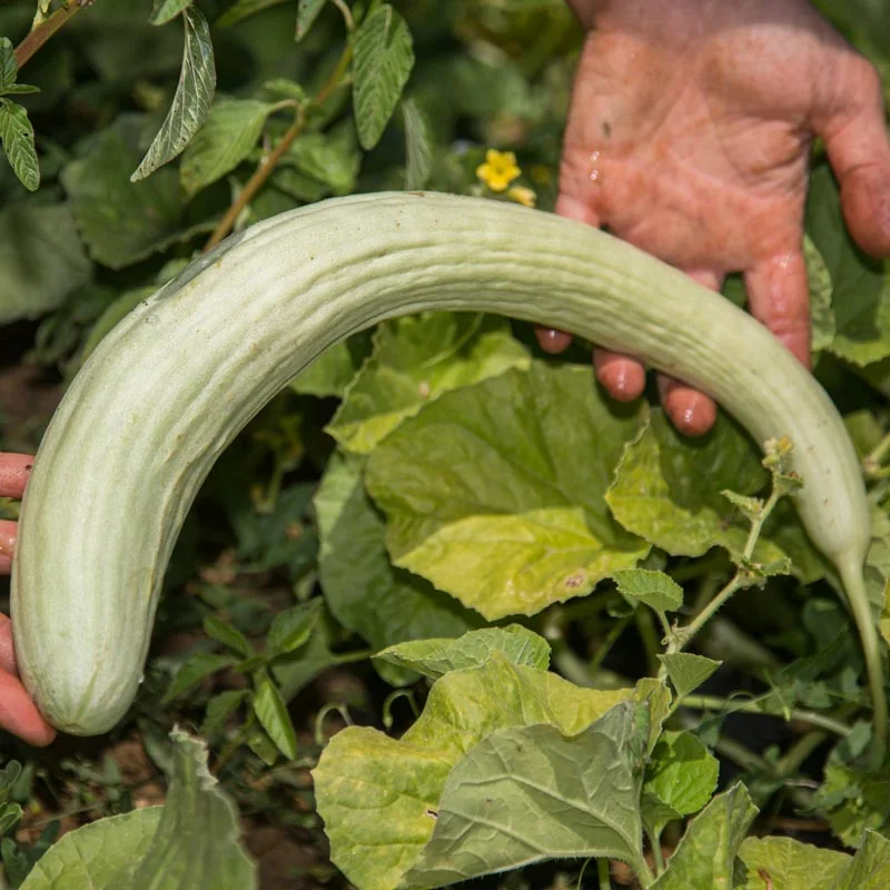 Concombre - Concombre Serpent