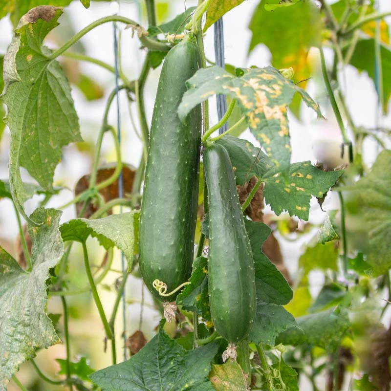 Concombre - Long Vert d’Alan