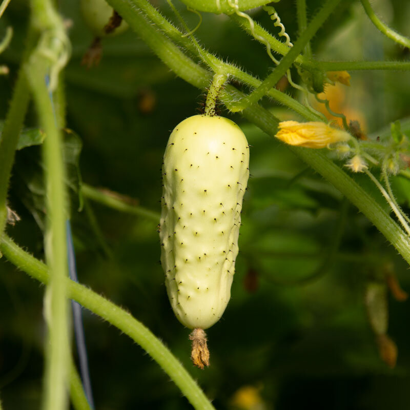 Cornichons - Salt And Pepper