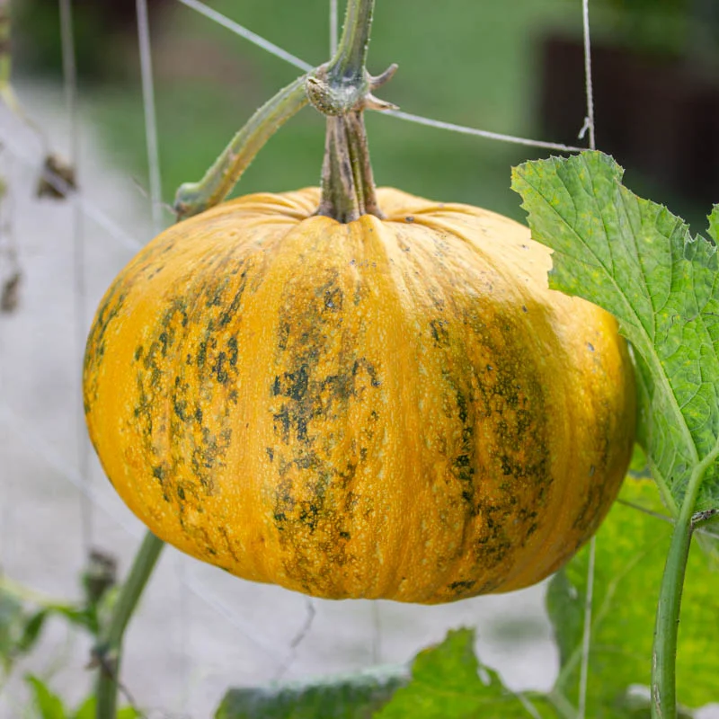 Courges pepo - Lady Godiva