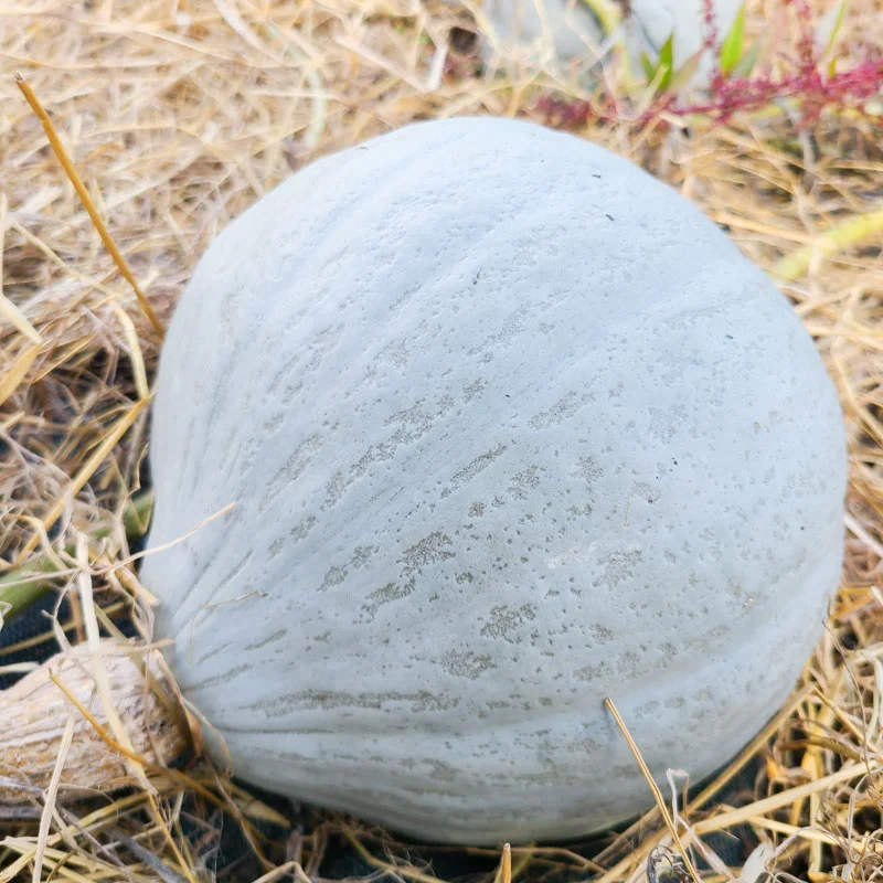 Courges maxima - Blue Ballet