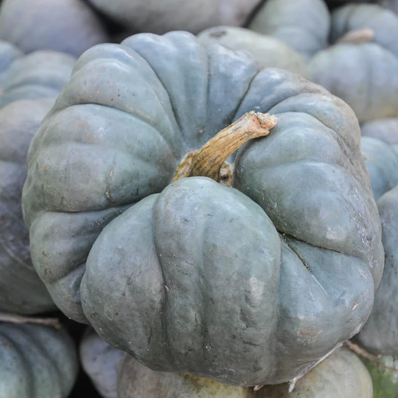 Maxima squash - Tri Star