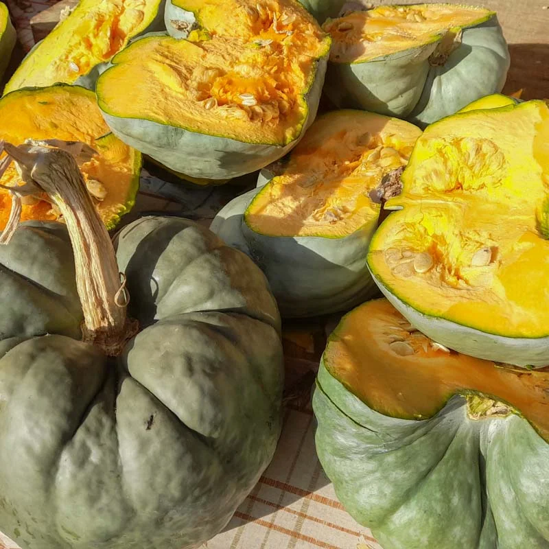 Maxima squash - Tri Star