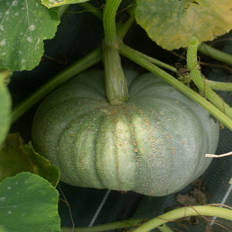 Courges maxima - Jarrahdale