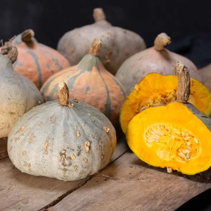 Courges maxima - Silver Bell