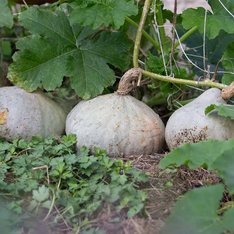 Courges maxima - Silver Bell