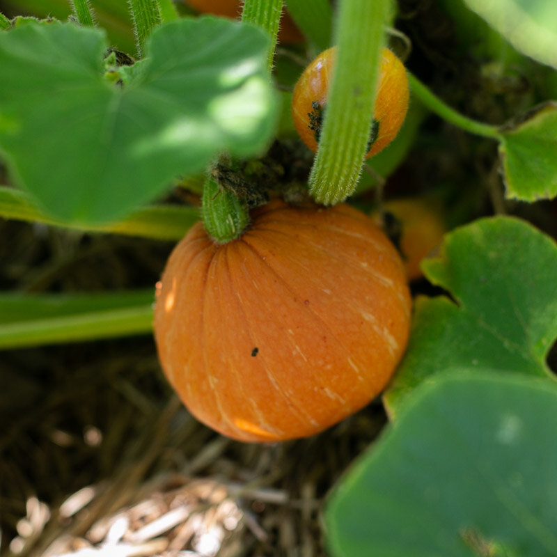 Courges maxima - Gold Nugget