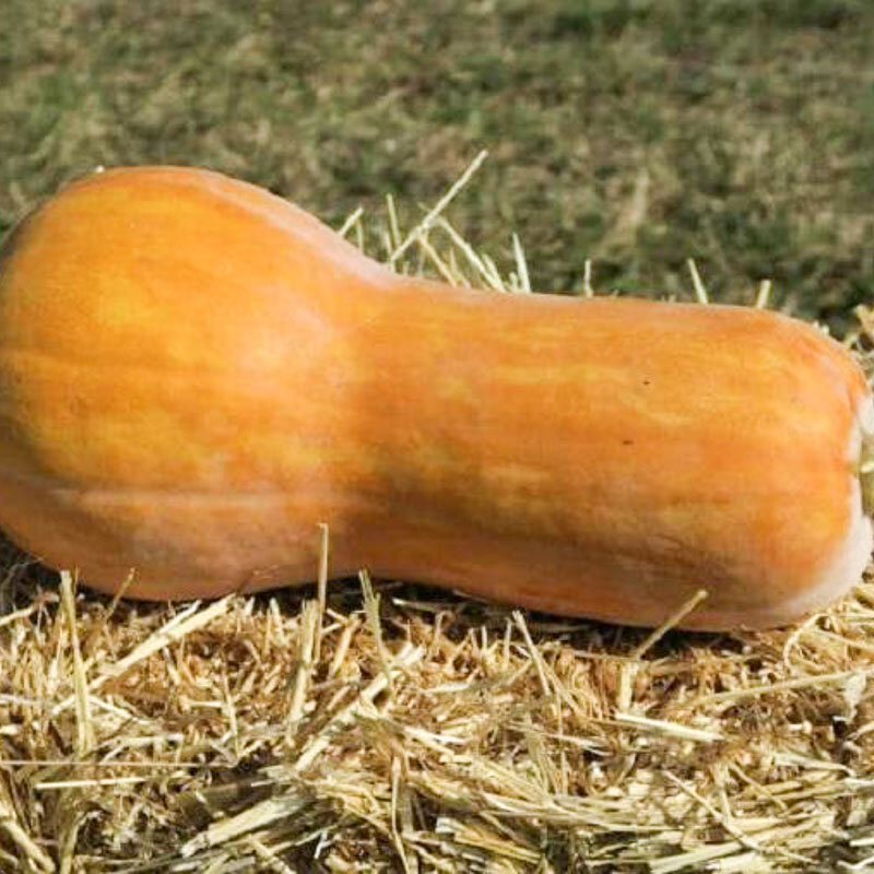 Moschata squash - Canada Mezoides