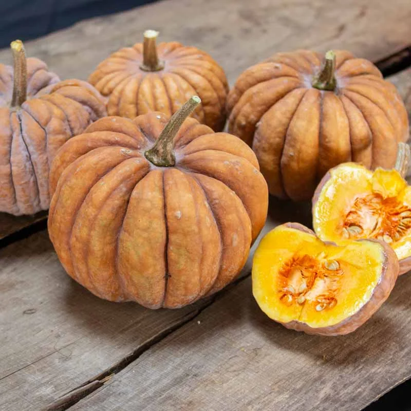 Courges moschata - Chirimen