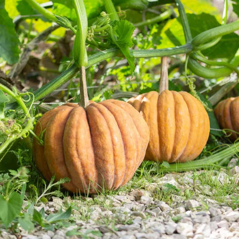 Courges moschata - Chirimen