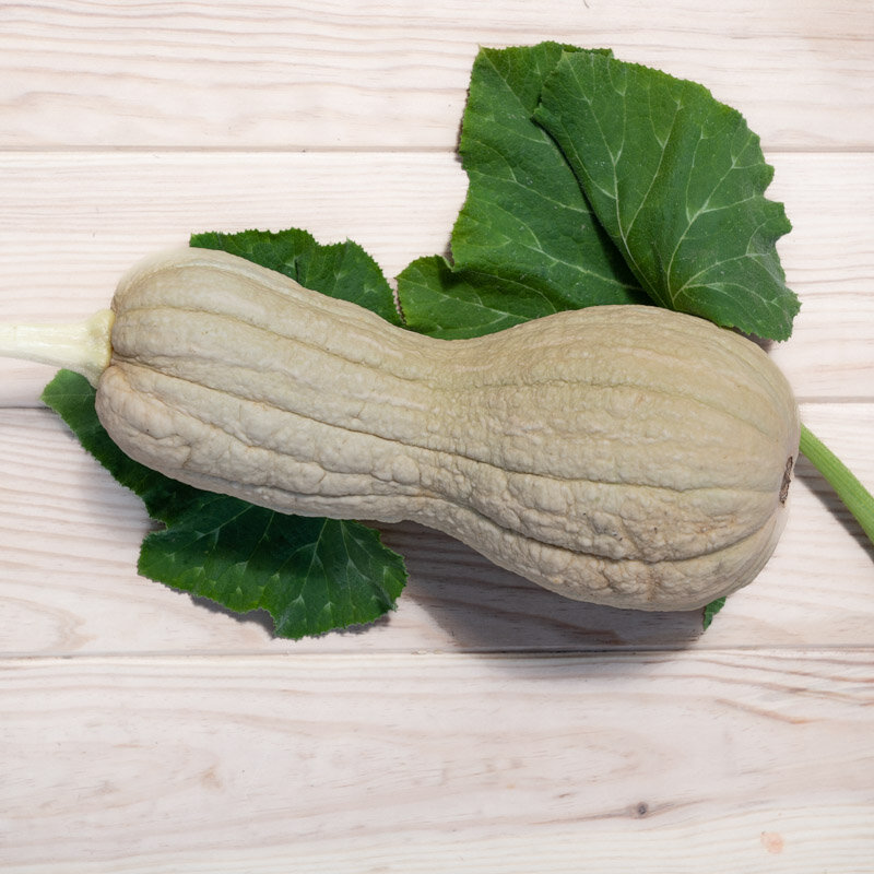 Courges moschata - Violina
