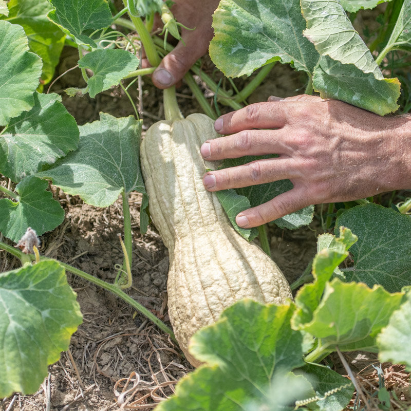 Courges moschata - Violina