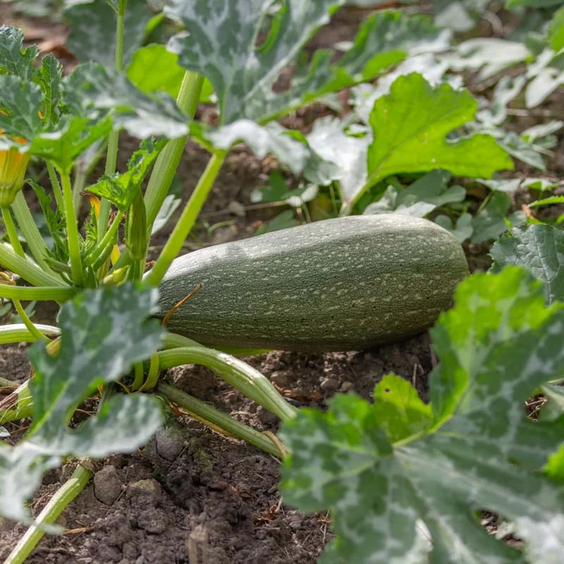 Courgettes - Ortolana Di Faenza