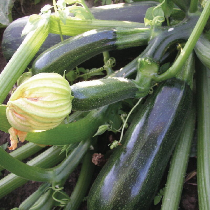 Courgettes - Striato Pugliese