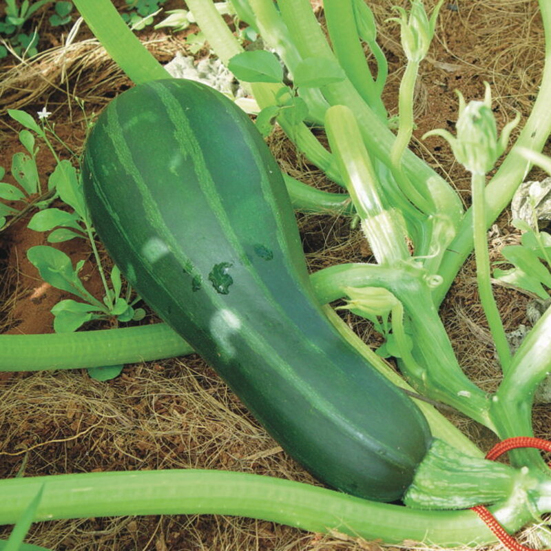 Courgettes - Striato Pugliese