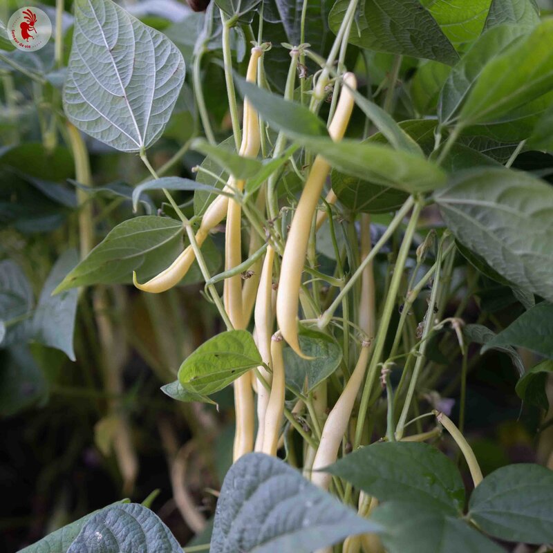 Haricots mangetout - Beurre de Rocquencourt