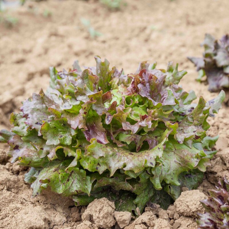 Laitues - Rosencrantz