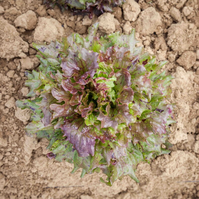 Laitues - Rosencrantz