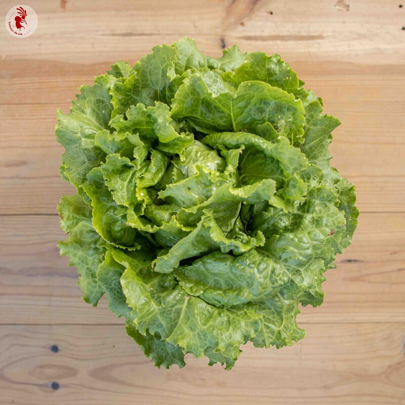 Laitues - Blonde de Paris