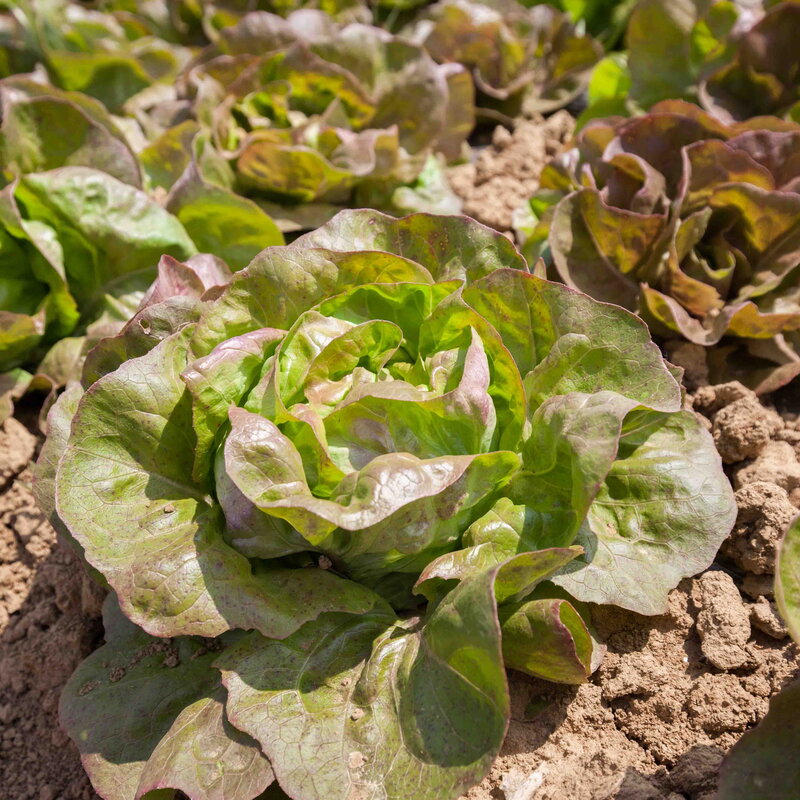 Laitues - Brune Percheronne