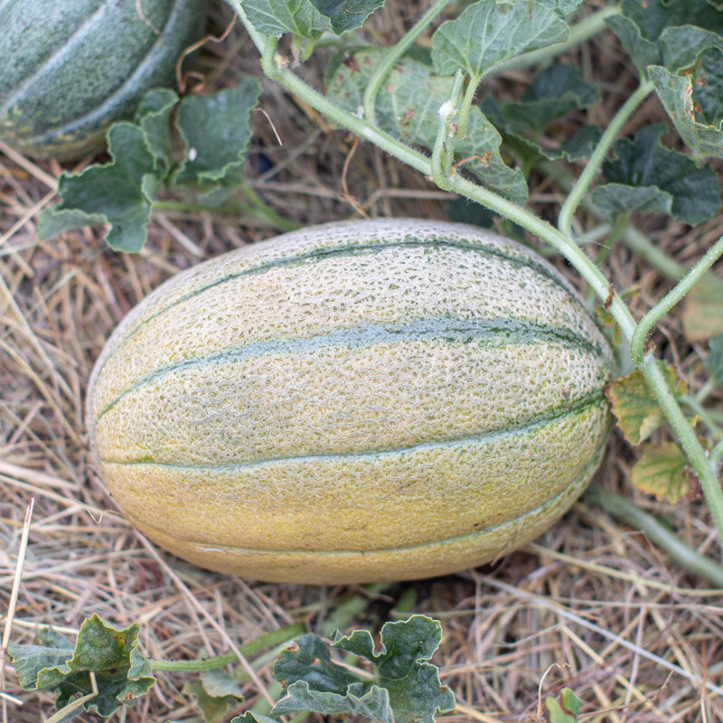 Melons - Hales Best Jumbo
