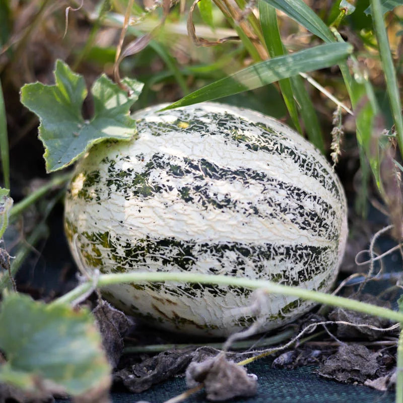 Melons - Lunéville