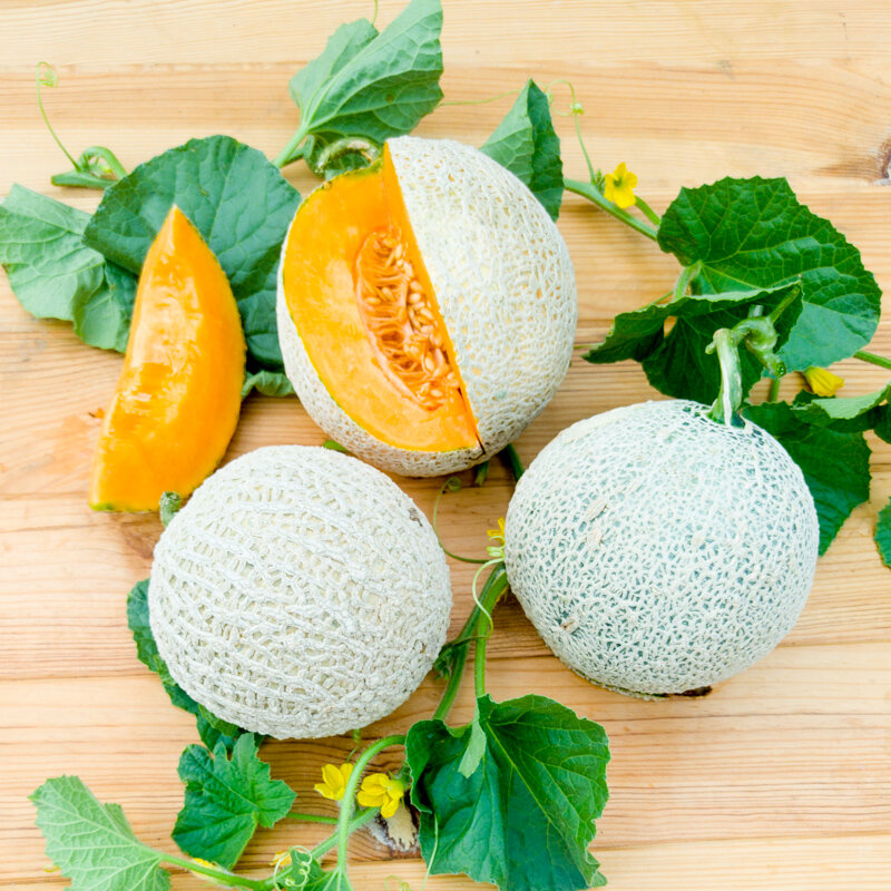 Melons - Sucrin de Tours