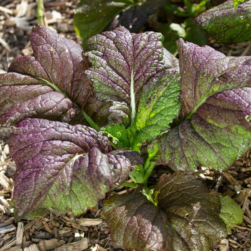 Moutarde indienne - Red Giant