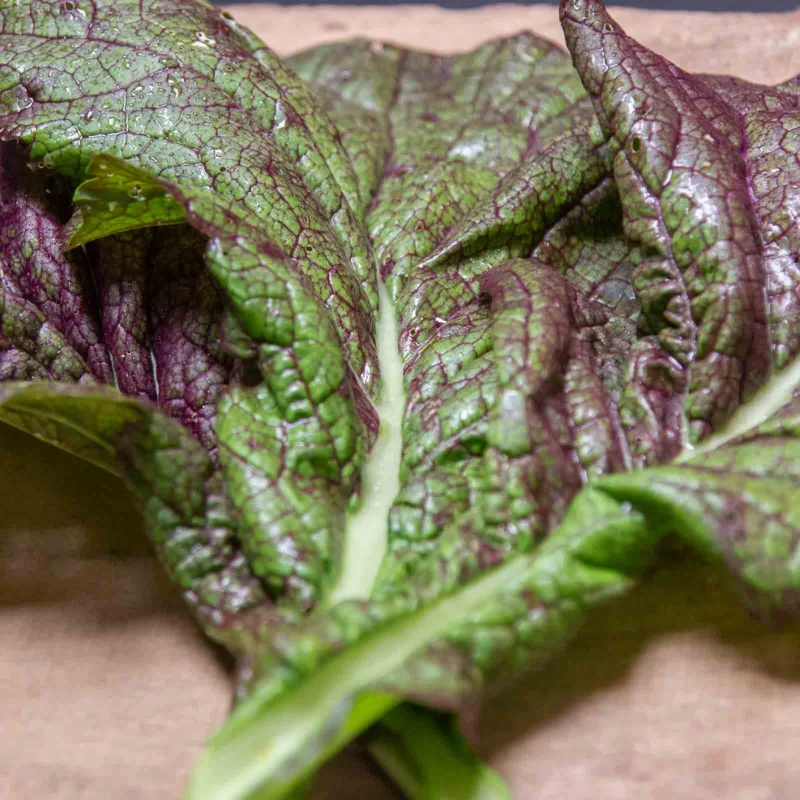 Moutarde indienne - Red Giant