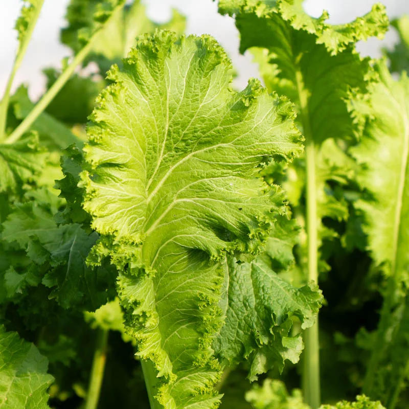 Moutarde indienne - Green Wave