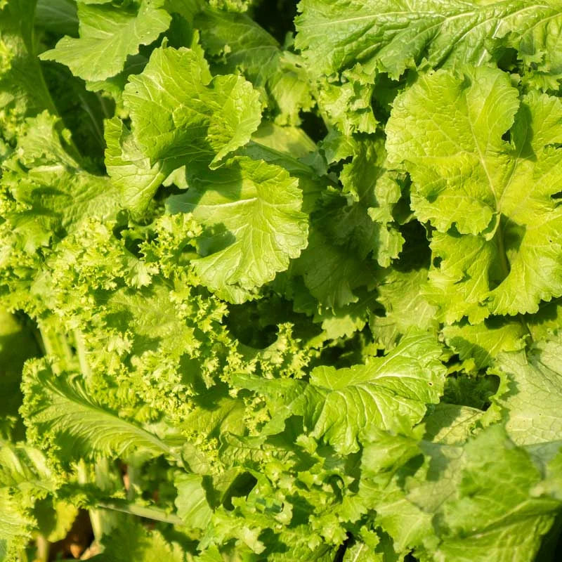 Moutarde indienne - Green Wave