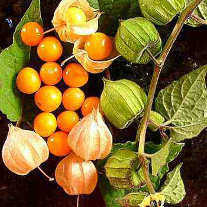 Physalis - Coqueret du Pérou