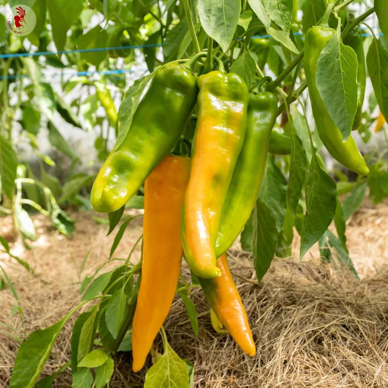 Piments/Poivrons - Corno di Toro Giallo - Corne de Taureau Jaune