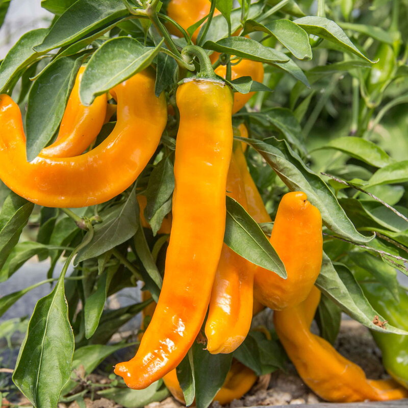 Piments/Poivrons - Petit Jaune d’Antibes