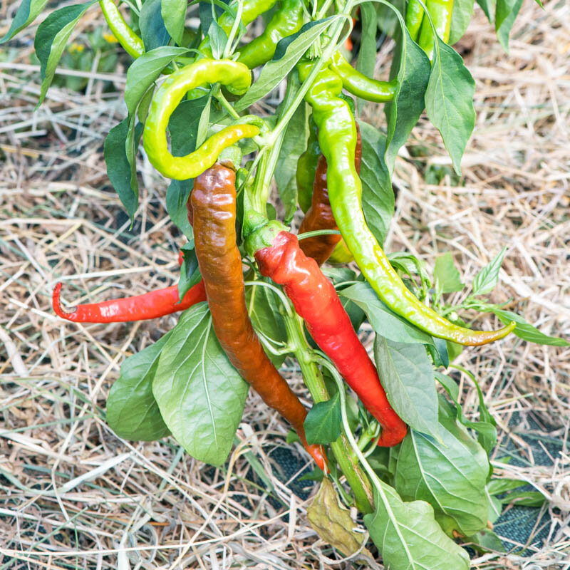 Piments/Poivrons - Des Landes