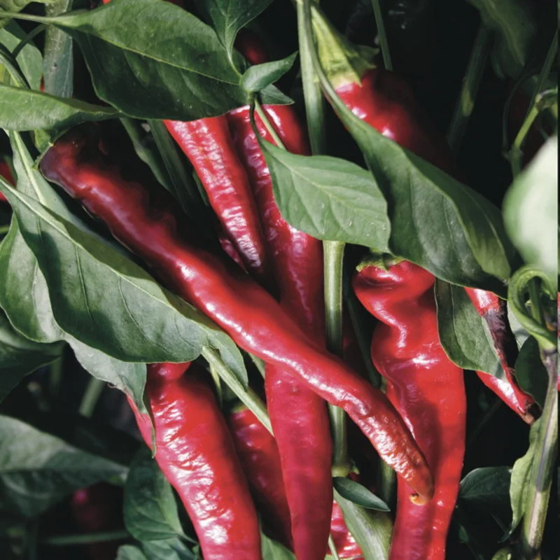 Piments/Poivrons - Des Landes