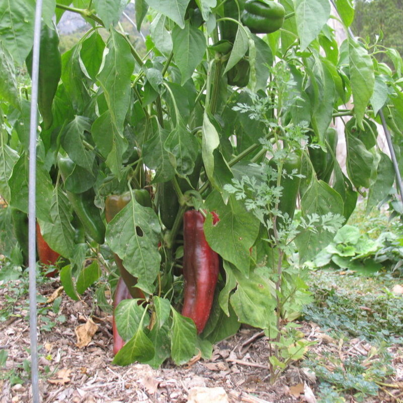 Piments/Poivrons - Italian Red Marconi